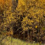 marolt trail in the fall