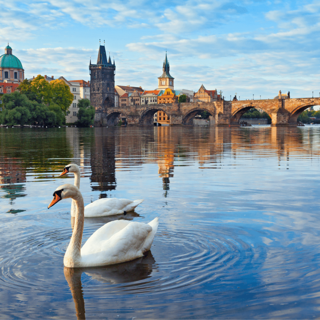 swans in Prague