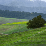 what to do in paso robles