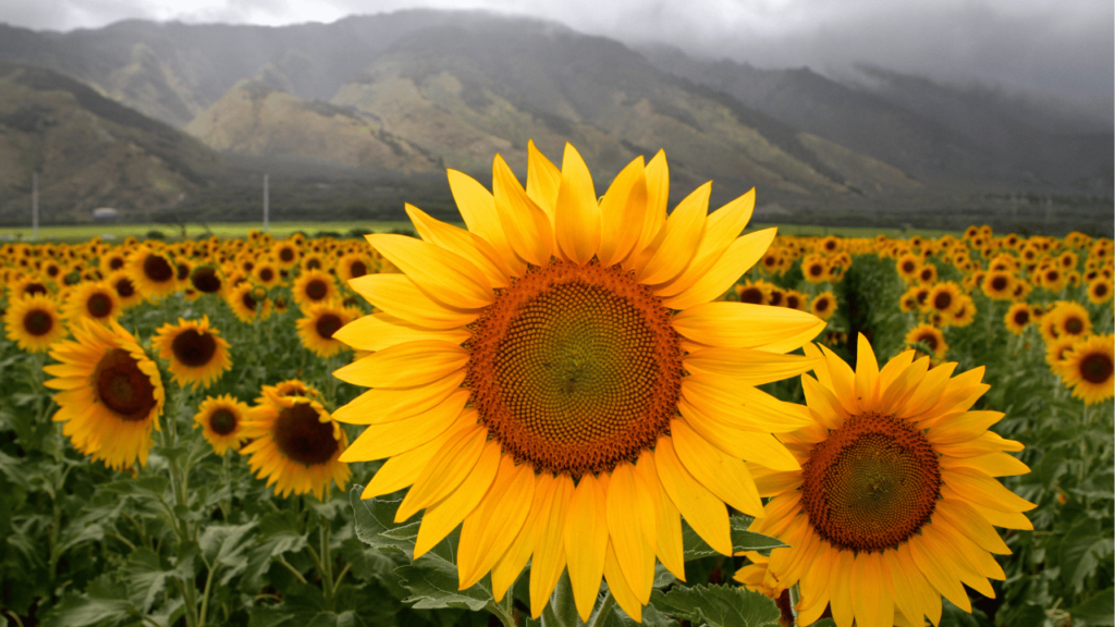Sunflower Farm Maui
