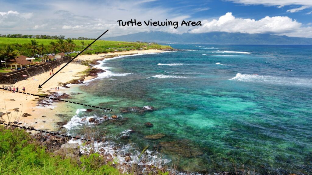 turtles at hookipa beach 