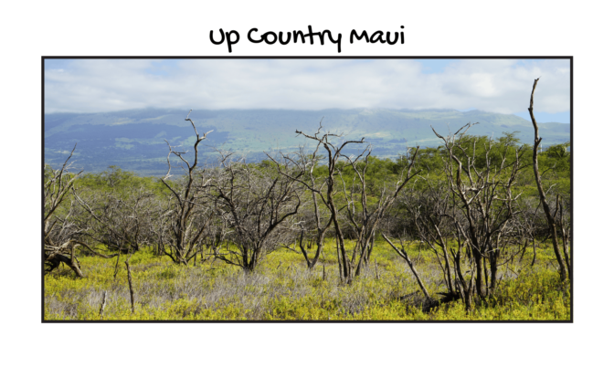 Up Country Maui