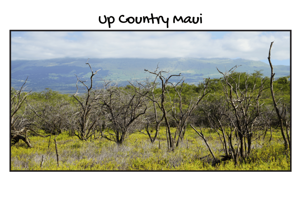 Up Country Maui