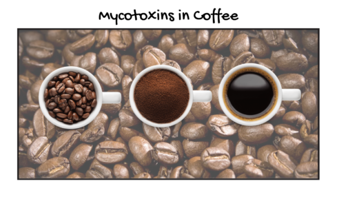mycotoxins in coffee